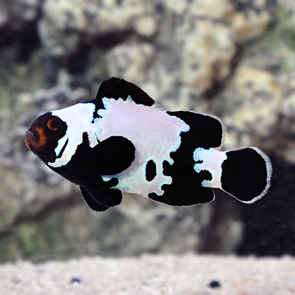 Premium Black Snowflake Clownfish